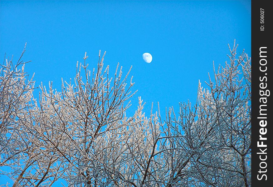 The unusual picture, in the blue winter sky is visible the moon. The unusual picture, in the blue winter sky is visible the moon