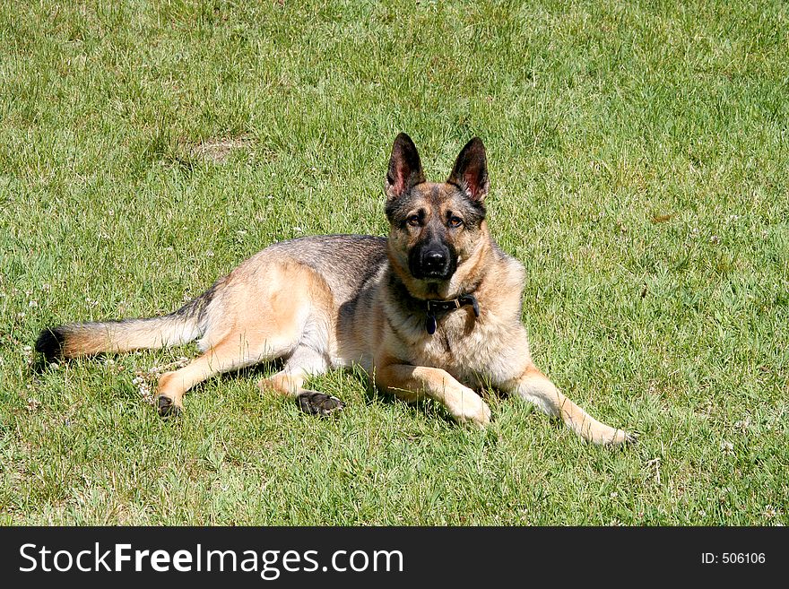 Digital photo of a german shepherd dog. Digital photo of a german shepherd dog.