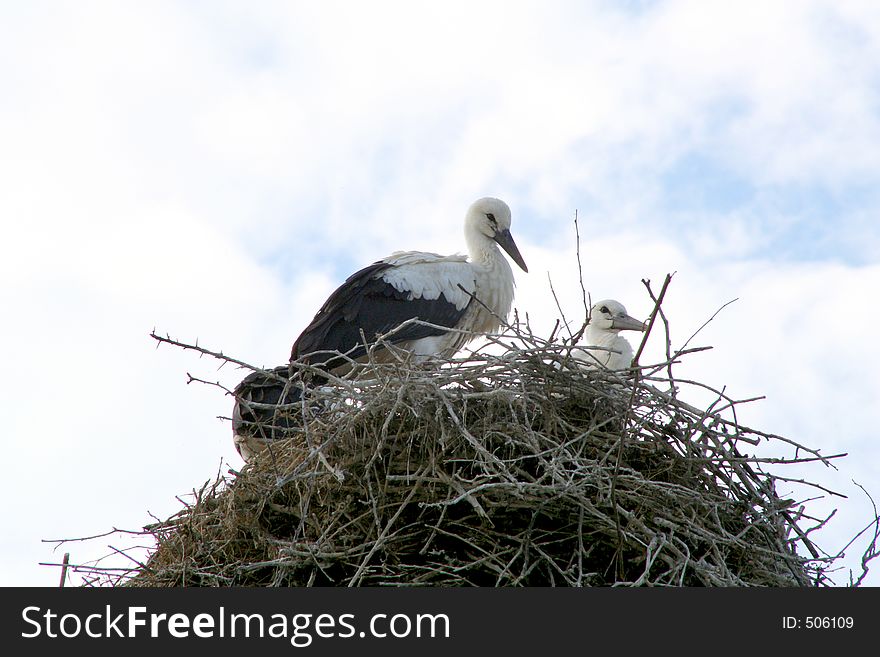 Digital photo of storks.