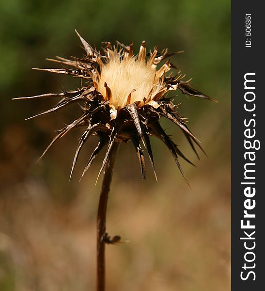 Macro of a dried Thistle in the heat of the California Summer