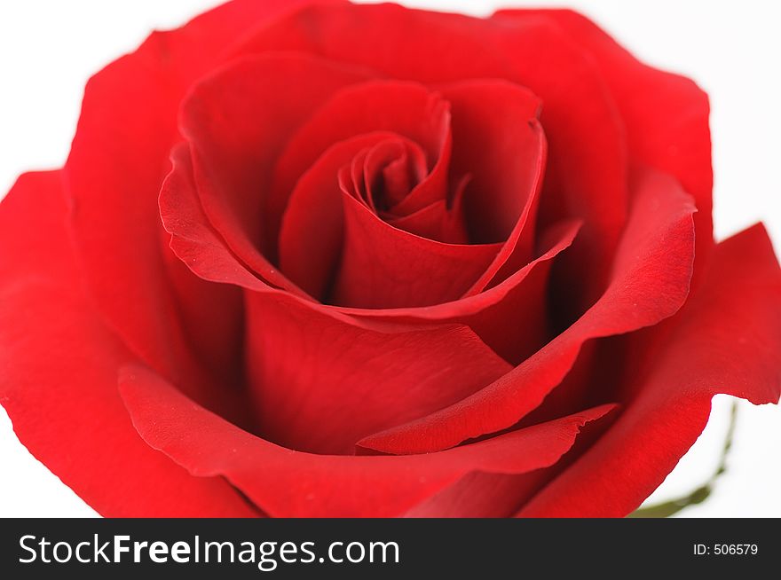 Red roses for valentine - close up