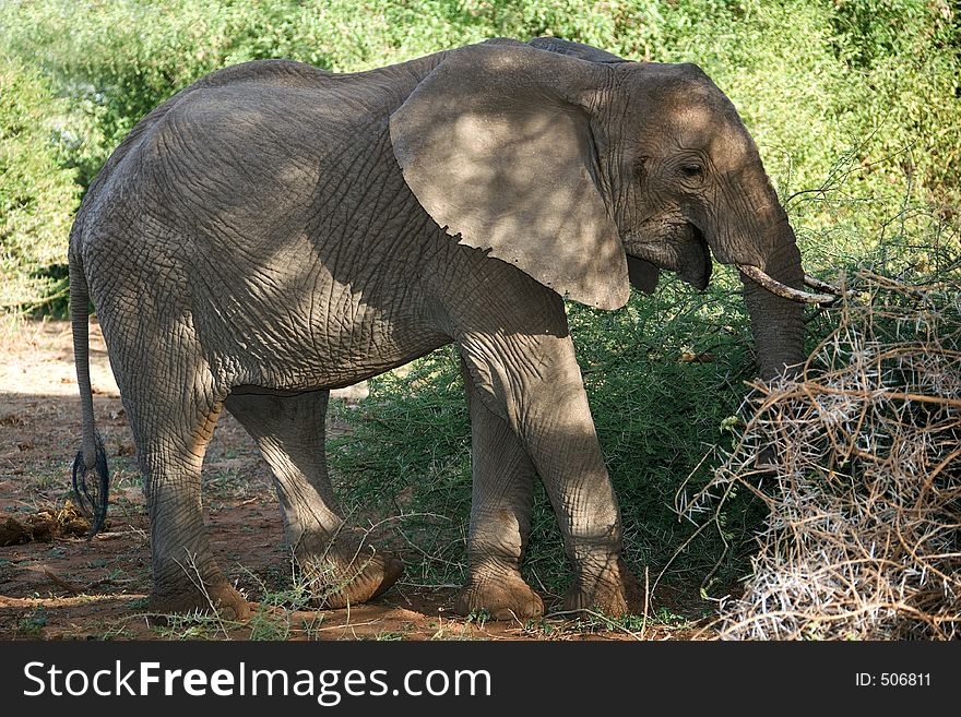 Animals 016 elephant Manyara lake