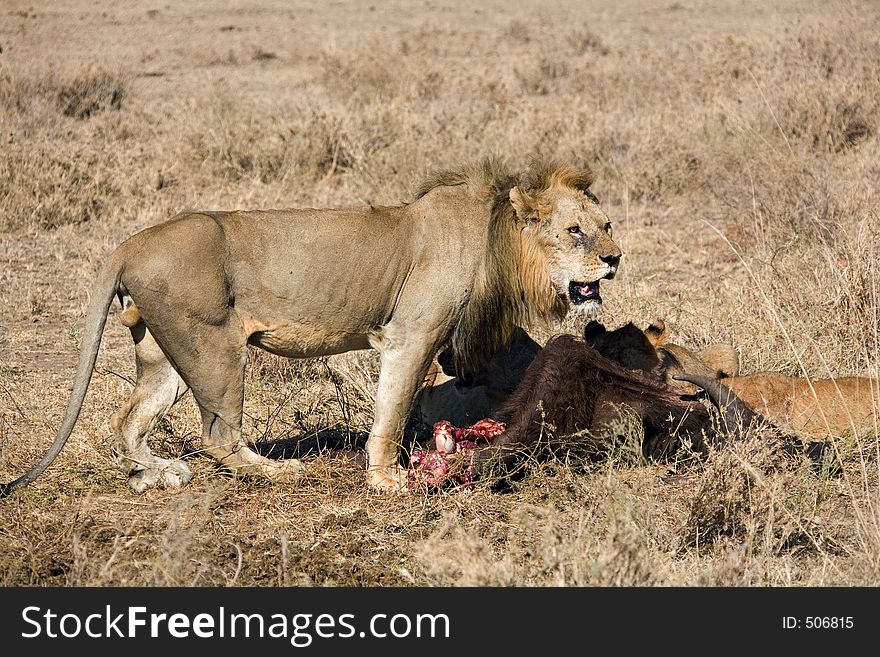 Animals 041 lion after hunt