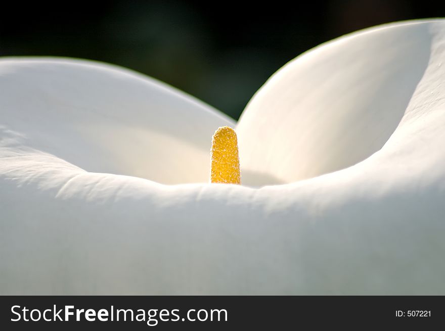 Closeup of the center of a cala lily.