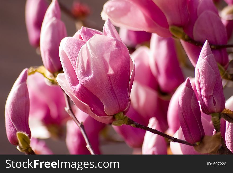 Tons of blossoms on a lovely magnolia tree.