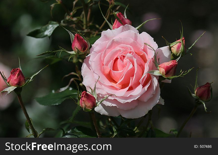 Rose and buds in my garden. Rose and buds in my garden