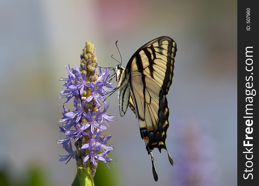 Easter tiger swallowtail on pickerelweed. Easter tiger swallowtail on pickerelweed