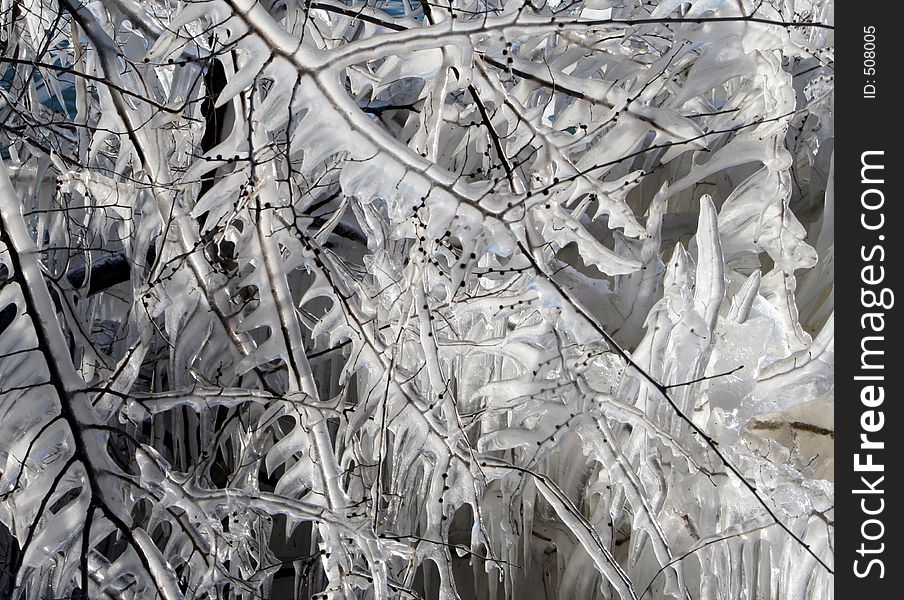 Branches encased in ice. Branches encased in ice