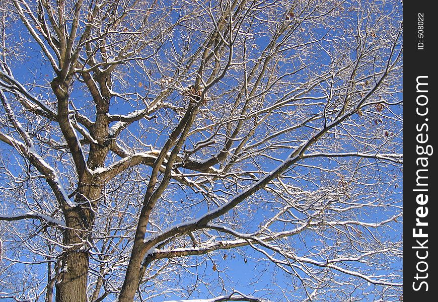 A tree the morning after a small snow storm. A tree the morning after a small snow storm.