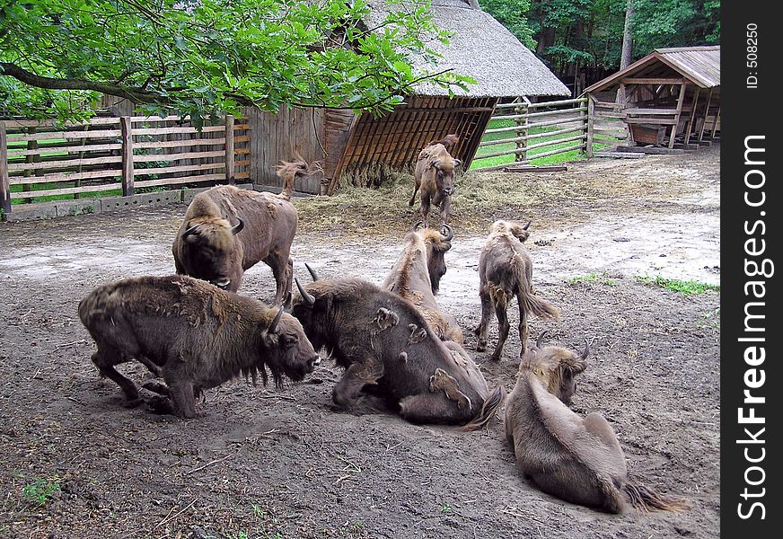 Her of bison at rest