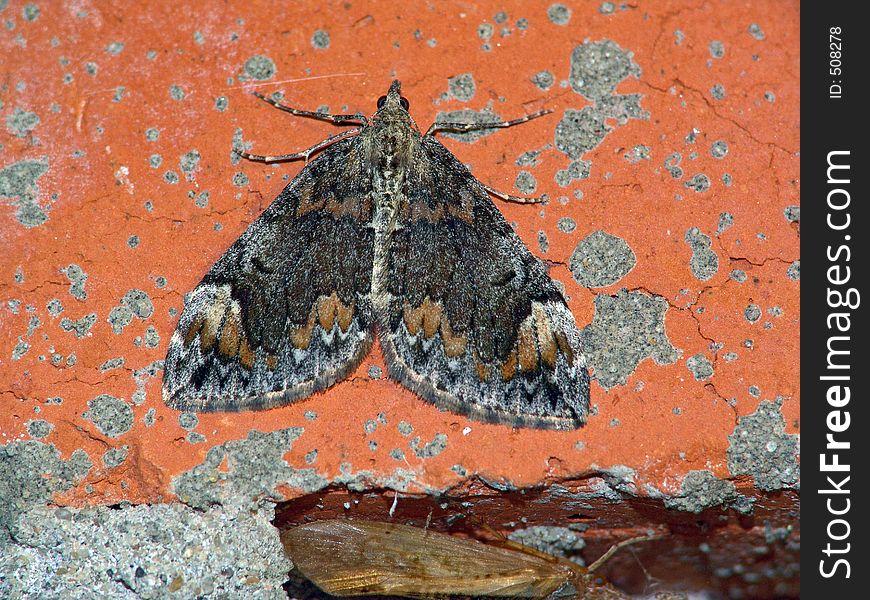 The photo is made at night. The butterfly has arrived on electric light. Probably it Chloroclysta citrata, or Dysstroma citrata. Original date/time: 2005:08:15. The photo is made at night. The butterfly has arrived on electric light. Probably it Chloroclysta citrata, or Dysstroma citrata. Original date/time: 2005:08:15.