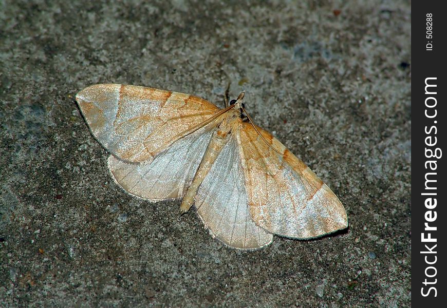 The photo is made at night. Has arrived on electric light. Probably it Eulithis testata. Original date/time: 2005:08:17. The photo is made at night. Has arrived on electric light. Probably it Eulithis testata. Original date/time: 2005:08:17.