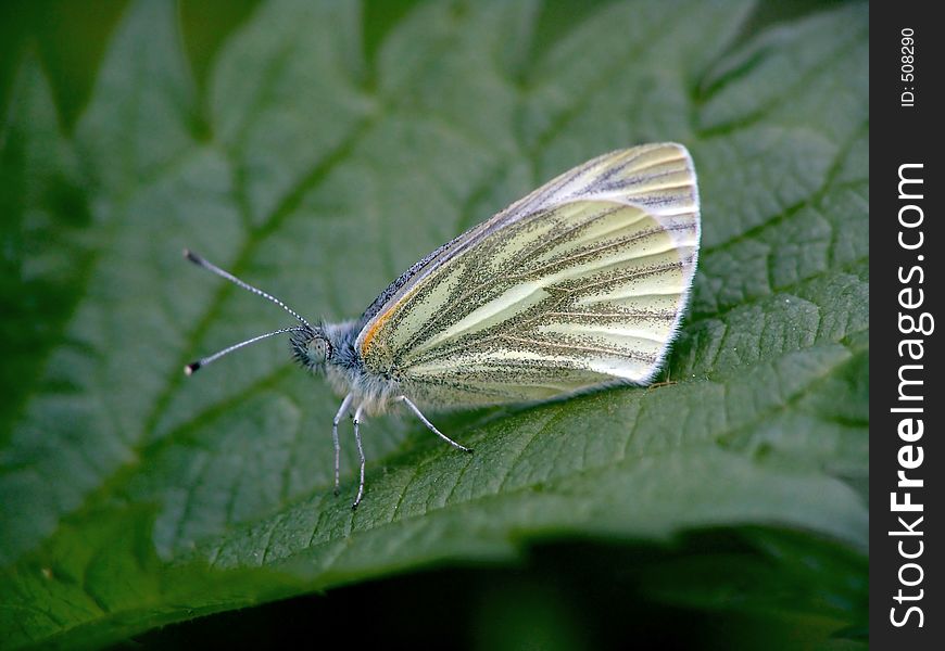 Butterfly Pieris Napi.