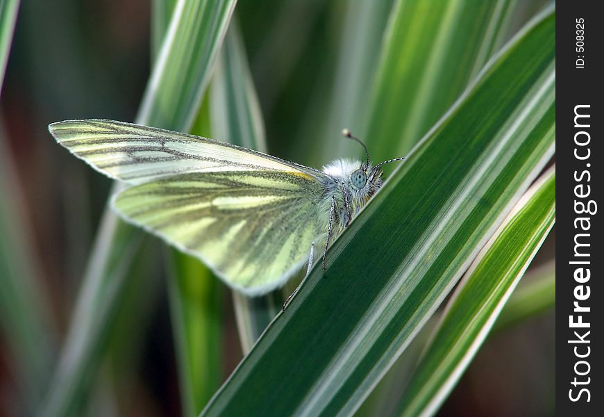 Butterfly Pieris Napi.