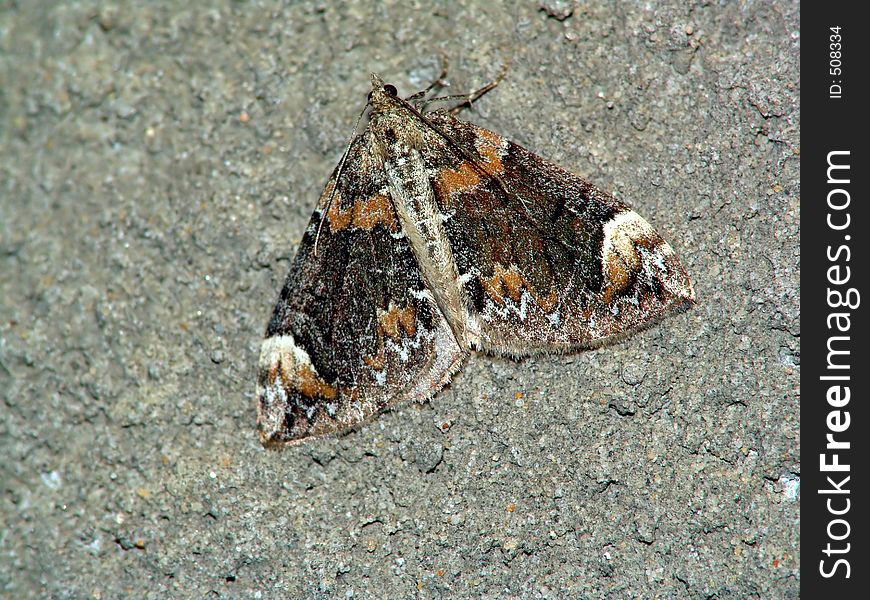 The photo is made at night. The butterfly has arrived on electric light. Probably it is Chloroclysta citrata, or Dysstroma citrata. Original date/time: 2005:08:22. The photo is made at night. The butterfly has arrived on electric light. Probably it is Chloroclysta citrata, or Dysstroma citrata. Original date/time: 2005:08:22.