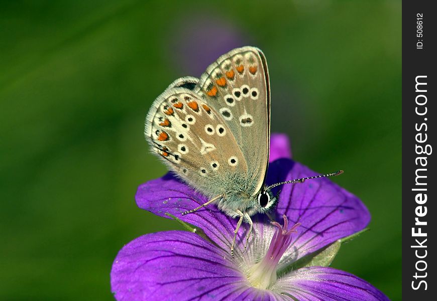 Butterfly Eumedonia Eumedon.