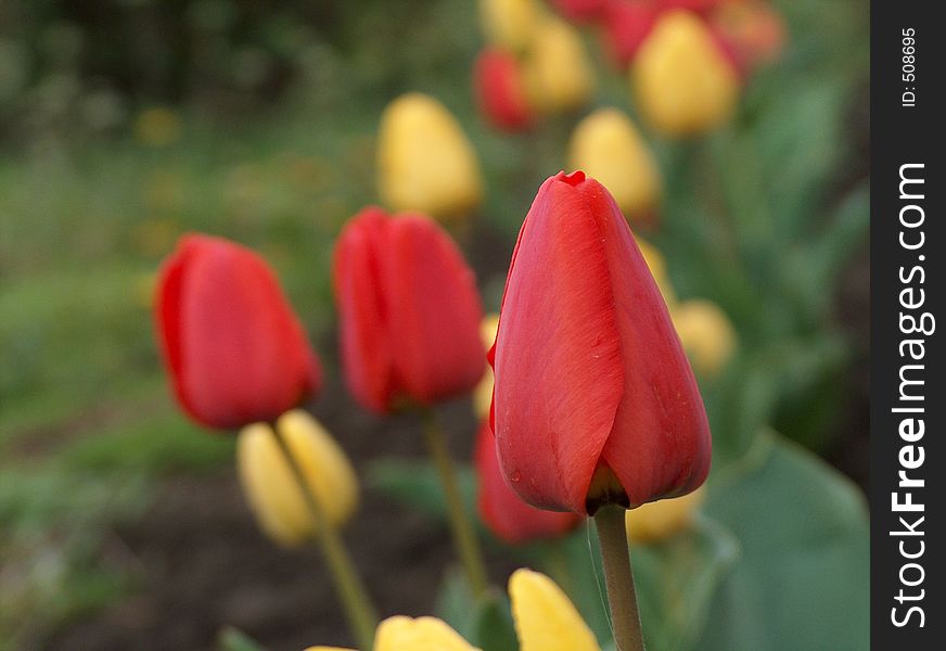Red and yellow tulips. Red and yellow tulips