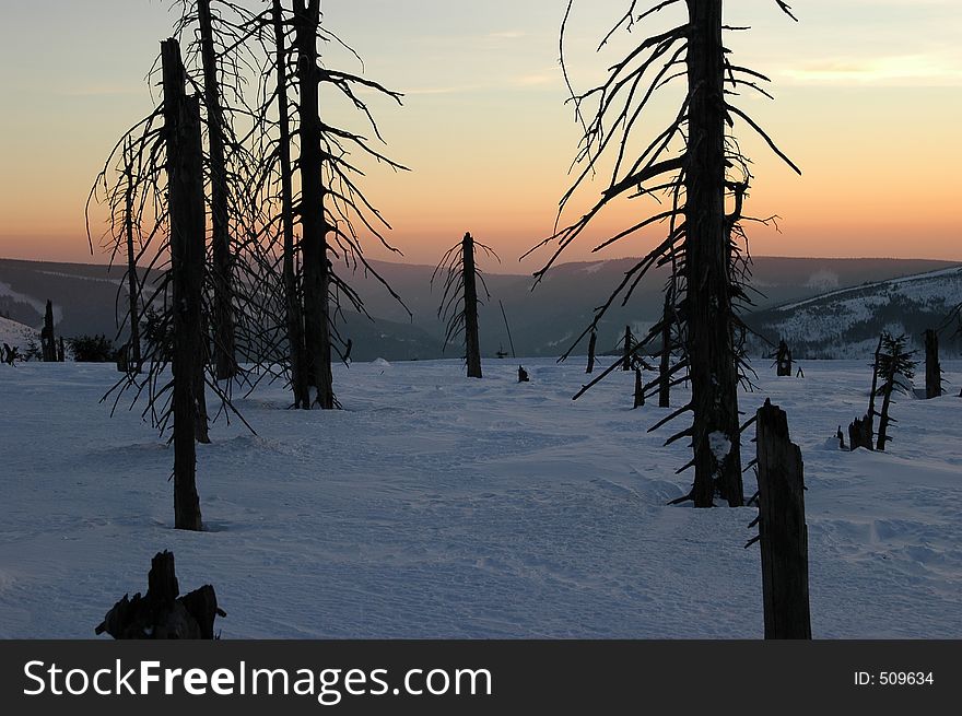 Stumps of trees against the sunset in the low mountains. Sad effects of air pollution in the past. Stumps of trees against the sunset in the low mountains. Sad effects of air pollution in the past...