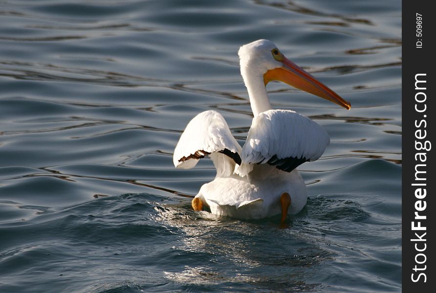 White Pelican at Acapulco bay Mexico