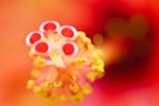 Hibiscus Rhapsody Stock Images Hibiscus Rhapsody Stock Images