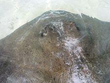 Stingray Close-up Royalty Free Stock Photo Stingray Close-up Royalty Free Stock Photo