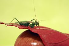 Preying Mantis Apple And Red L Stock Image