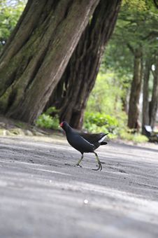 Bird Crossing The Road Stock Photos Bird Crossing The Road Stock Photos