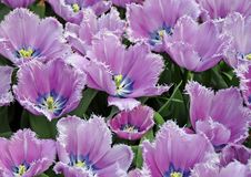 Open Purple Tulips Royalty Free Stock Photos