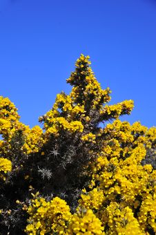 Tall Bracken Bush Stock Photo Tall Bracken Bush Stock Photo