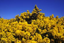 Large Bracken Bush Royalty Free Stock Image Large Bracken Bush Royalty Free Stock Image