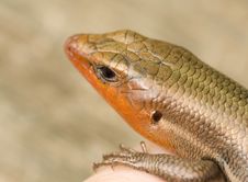Broad-Headed Skink Stock Photos Broad-Headed Skink Stock Photos