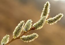 Pussy-willow Branch Stock Photography