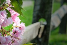 Spring Blossoms On Fence Royalty Free Stock Images Spring Blossoms On Fence Royalty Free Stock Images