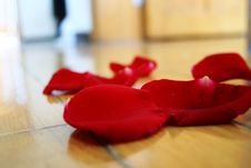 Rose Petal Royalty Free Stock Photography