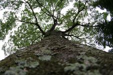A Very Big Tree Bole Royalty Free Stock Photography A Very Big Tree Bole Royalty Free Stock Photography