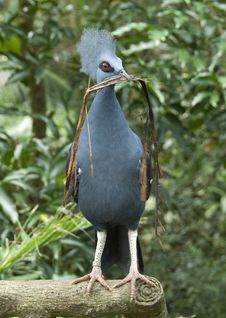 Victoria Crowned Pigeon Stock Photos