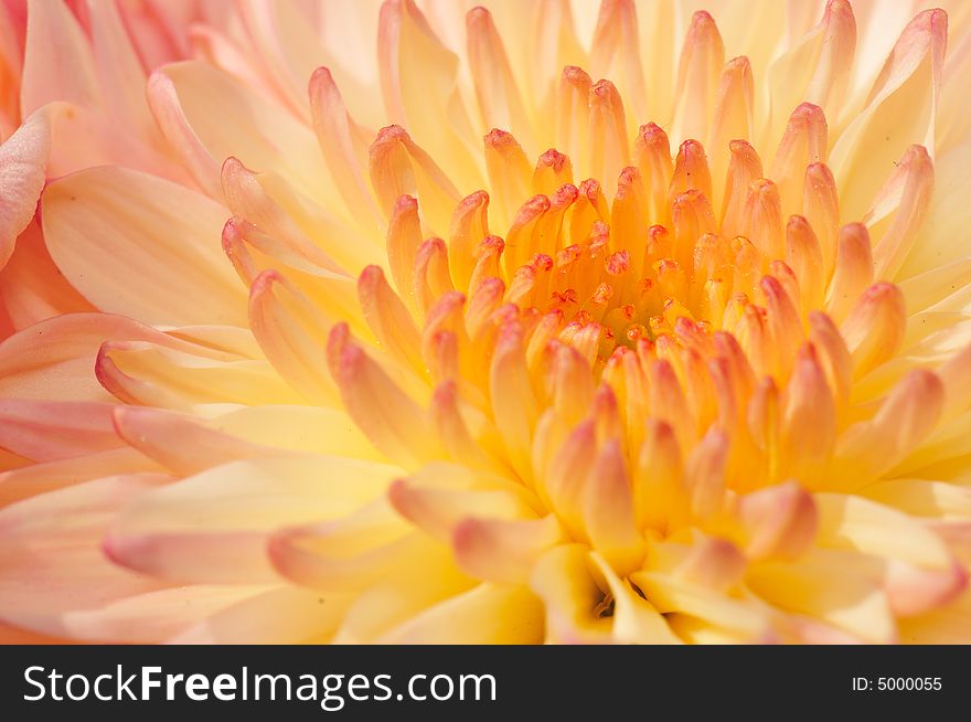 Pinkish Chrysanthemum Series21