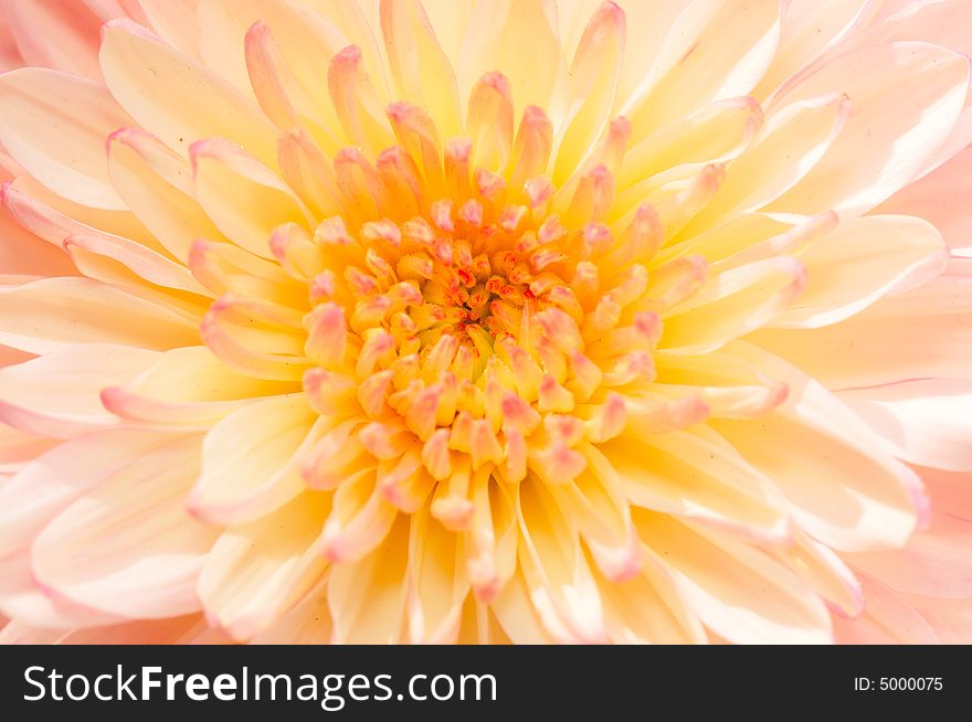 Pinkish Chrysanthemum Series20
