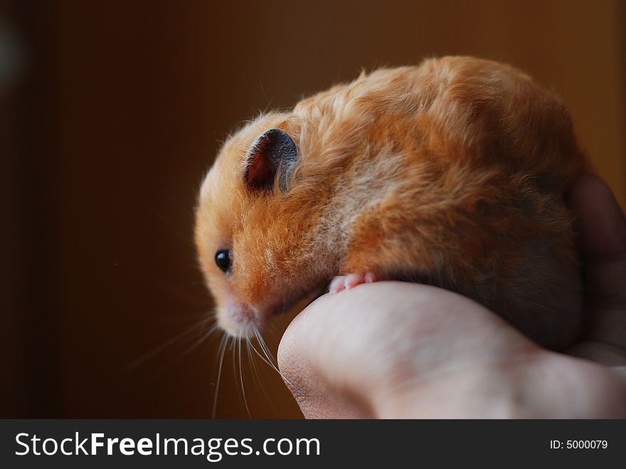 Brown Syrian hamster on a pair of human hands against brown background. Brown Syrian hamster on a pair of human hands against brown background.