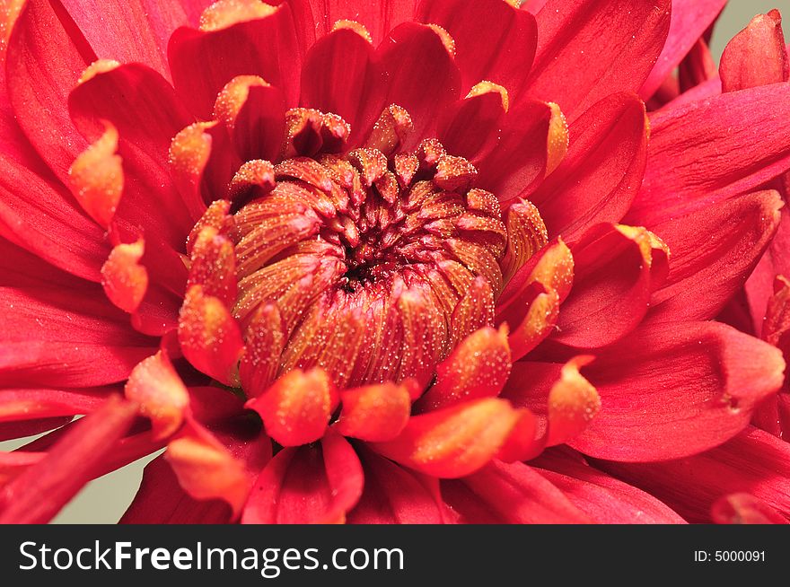 Crimson Chrysanthemum Macro 11