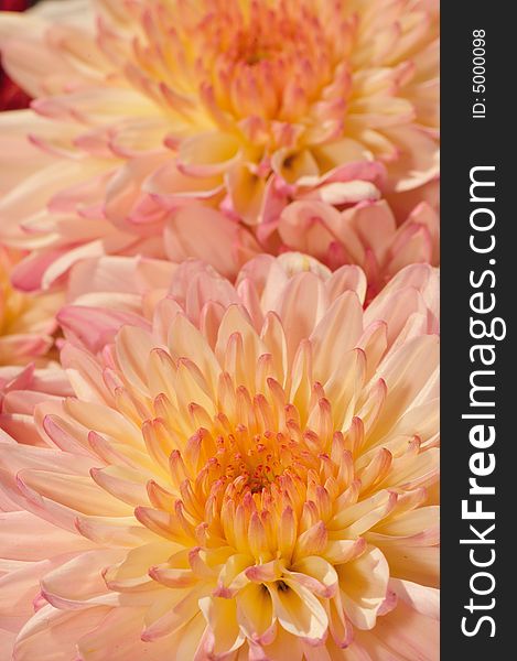 Macro Collection Series for Chrysanthemum Flower Family. Macro Collection Series for Chrysanthemum Flower Family