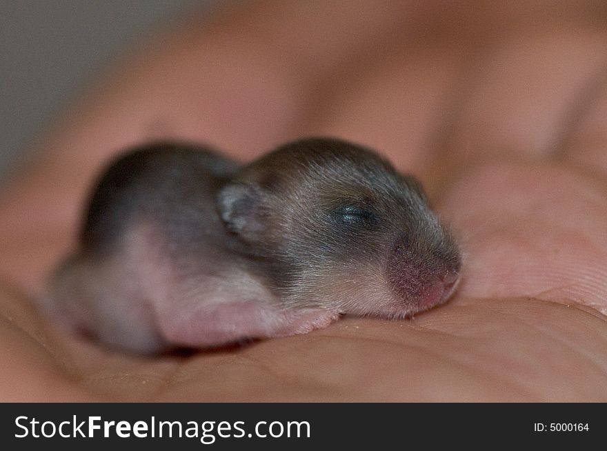 Dwarf hamster baby who are 1 week old, sleeping on human hand. Dwarf hamster baby who are 1 week old, sleeping on human hand.