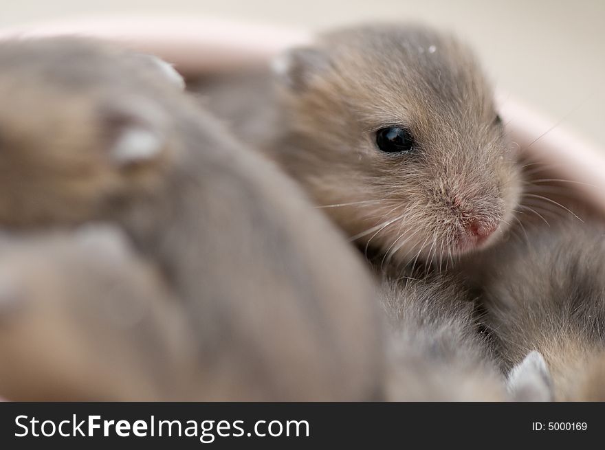 Dwarf hamster babies who are 5 weeks old, playing around in watermelon bowl, having loads of fun. Dwarf hamster babies who are 5 weeks old, playing around in watermelon bowl, having loads of fun.