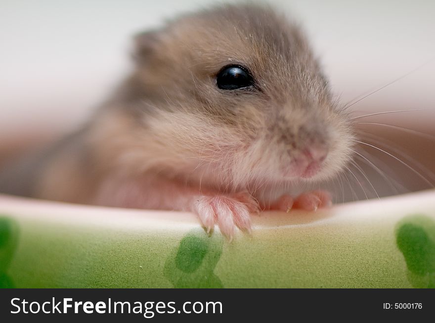 Dwarf hamster babies who are 5 weeks old, playing around in watermelon bowl, having loads of fun. Dwarf hamster babies who are 5 weeks old, playing around in watermelon bowl, having loads of fun.