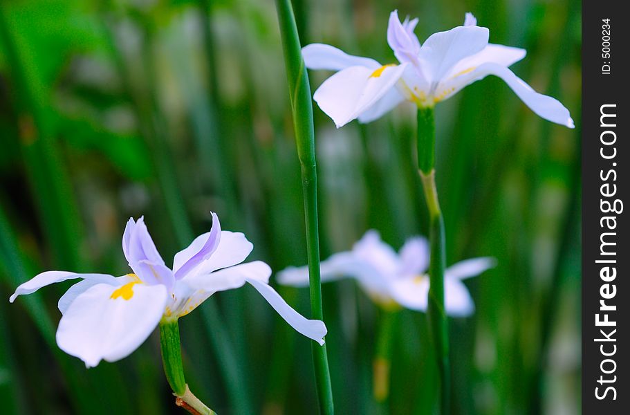 Macro close up shot of white flowers