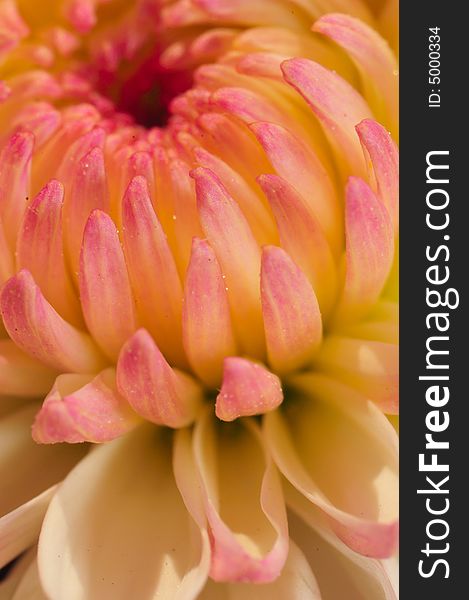 Macro Collection Series for Chrysanthemum Flower Family. Macro Collection Series for Chrysanthemum Flower Family