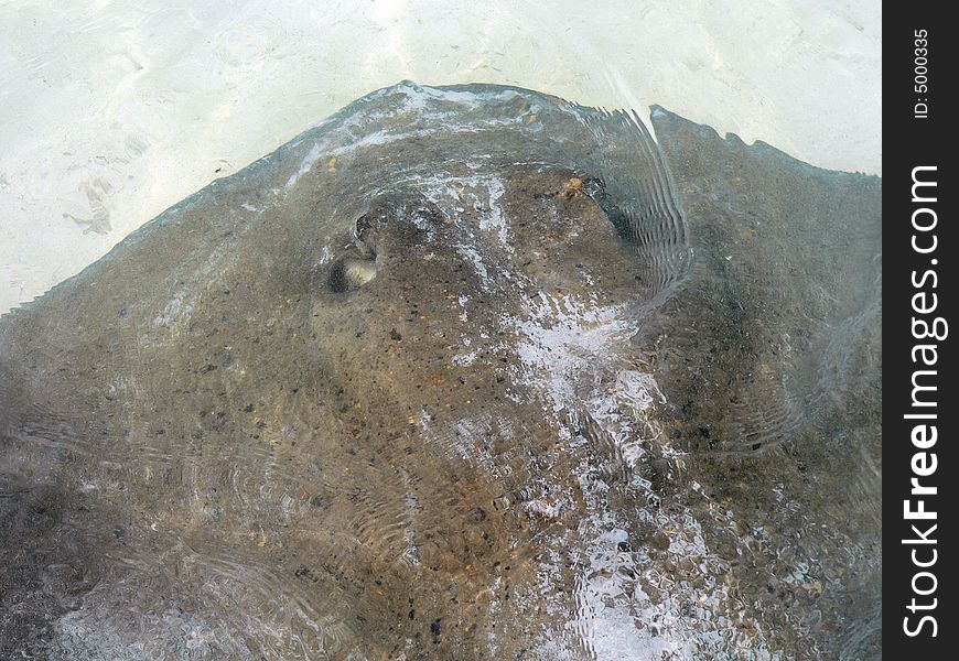 Stingray in undeep water (Mexico). Stingray in undeep water (Mexico)