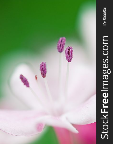 A macro of white flower sporting purple buds on a green backgound. A macro of white flower sporting purple buds on a green backgound.