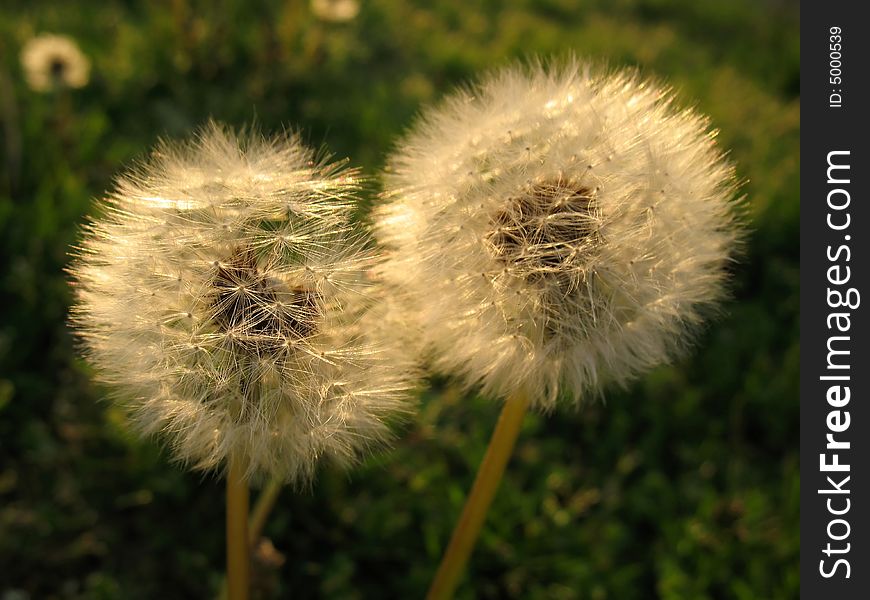 Photo of pair of spring dandelions. Photo of pair of spring dandelions.