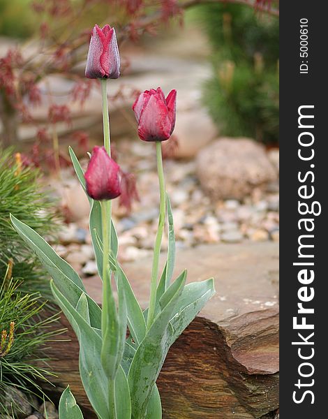 Bunch of dark red tulips in the garden